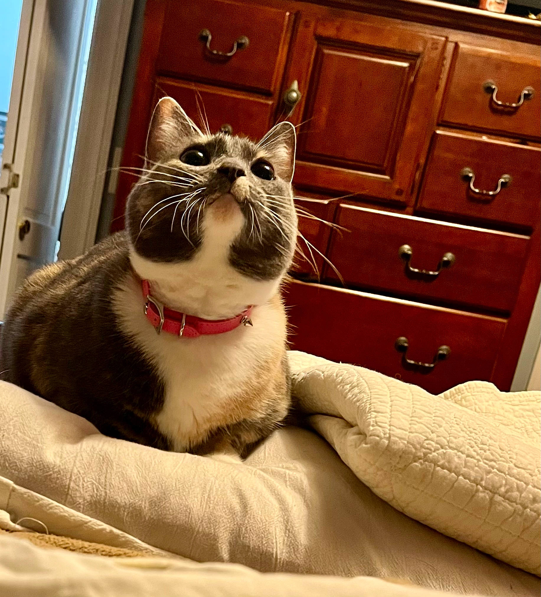 Sophie joined the competition — help win amazing prizes! cabinetry, carnivore, cat, chest, chest_of_drawers, comfort, cupboard, drawer, dresser, felidae, grey, rectangle, small_to_medium_sized_cats, snout, varnish, whiskers, white, window, wood, wood_stain