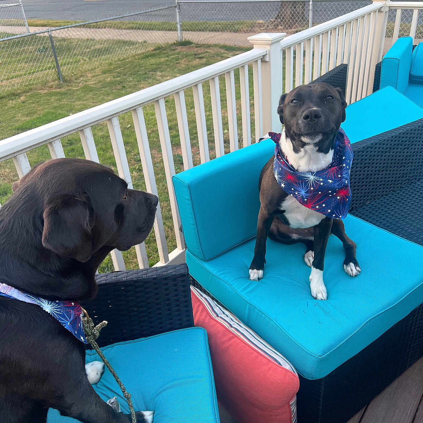 Honey is registered to the contest to win money with this photo: animal, canine, car, couch, dog, face, furniture, grass, head, machine, person, pet, photography, plant, portrait, puppy, summer, transportation, vehicle, wheel