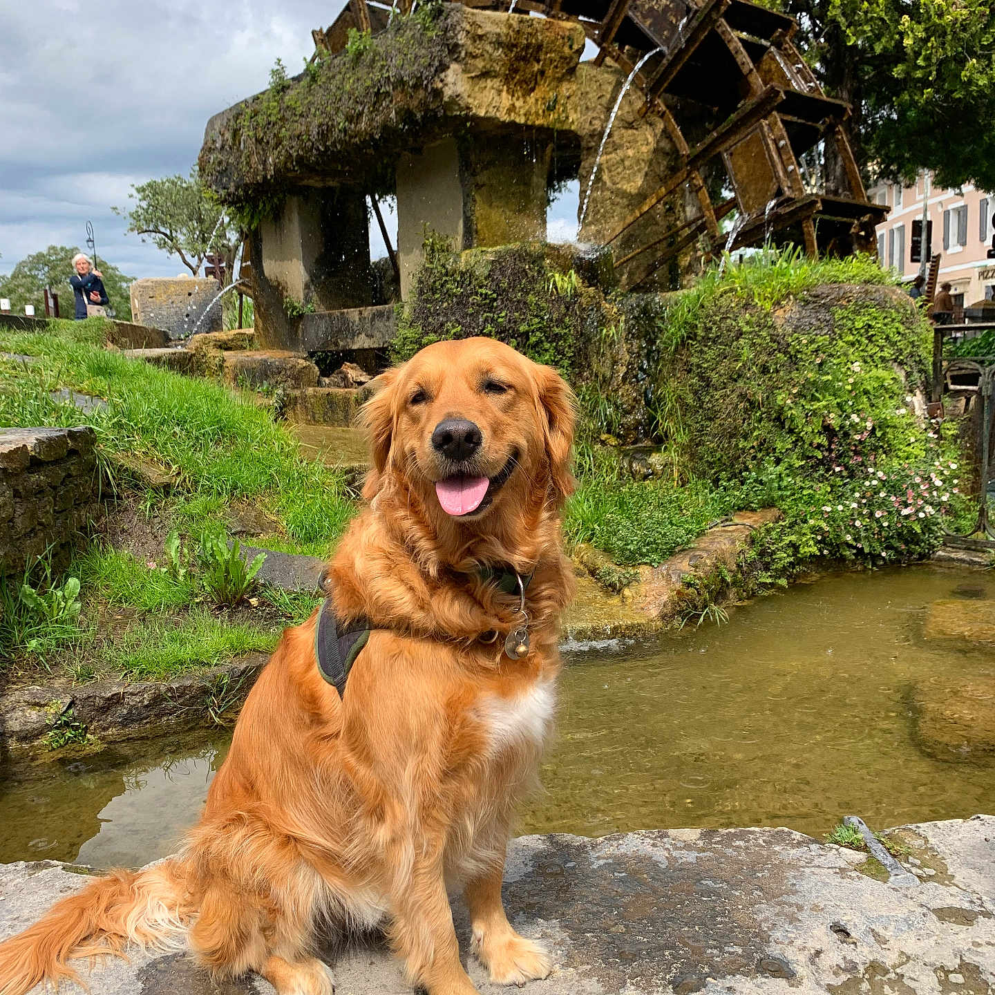 Toupie a rejoint le concours — aidez-le/la à gagner de superbes lots ! animal, building, cloudy_sky, dog, golden_retriever, grass, greenery, happy, nature, outdoor, pet, plants, river, rocks, stone, tongue_out, tree, village, water, water_wheel