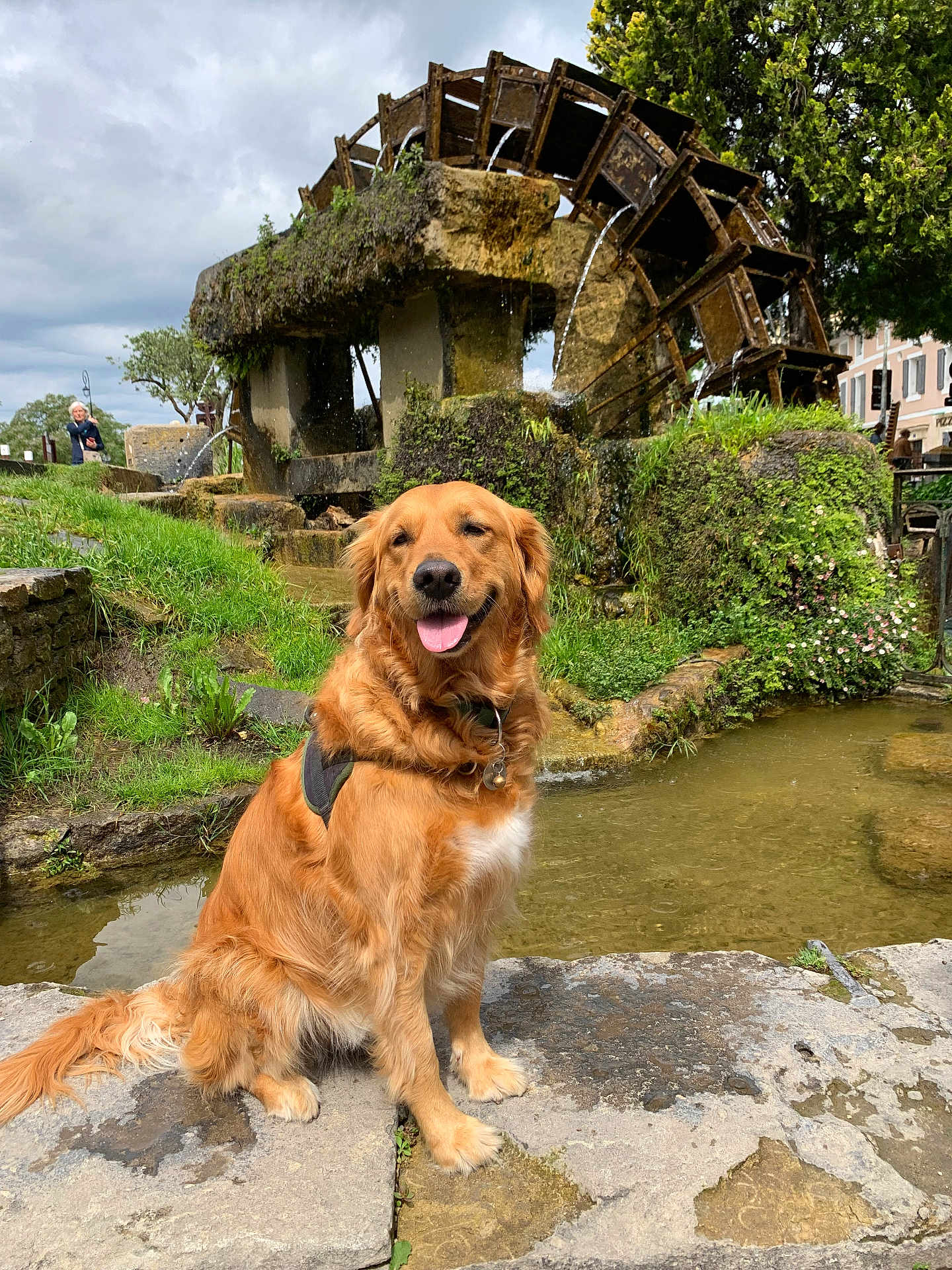 Toupie a rejoint le concours — aidez-le/la à gagner de superbes lots ! dog, golden_retriever, water_wheel, water, grass, stone, tree, plants, outdoor, nature, animal, pet, happy, tongue_out, village, building, cloudy_sky, greenery, river, rocks