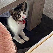 Lilou participe au concours pour gagner de l'argent avec cette photo : animal, bell, blanket, cat, collar, cozy, curious, cushion, feline, floor, fur, home, indoor, looking_up, pet, sitting, tabby, whiskers, white_paws, wooden_table