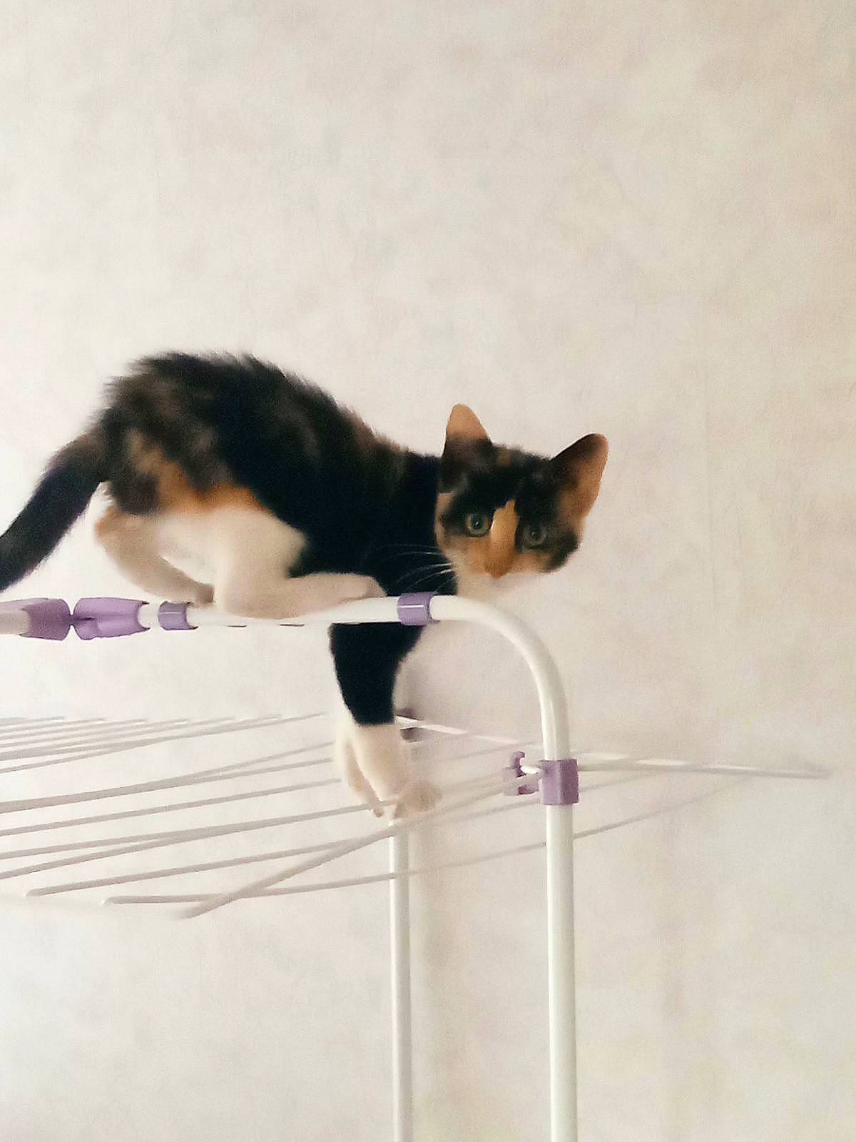 Dragibus a rejoint le concours — aidez-le/la à gagner de superbes lots ! carnivore, cat, domestic_short_haired_cat, eye, felidae, fur, paper_product, pet_supply, small_to_medium_sized_cats, snout, tail, terrestrial_animal, whiskers, wood