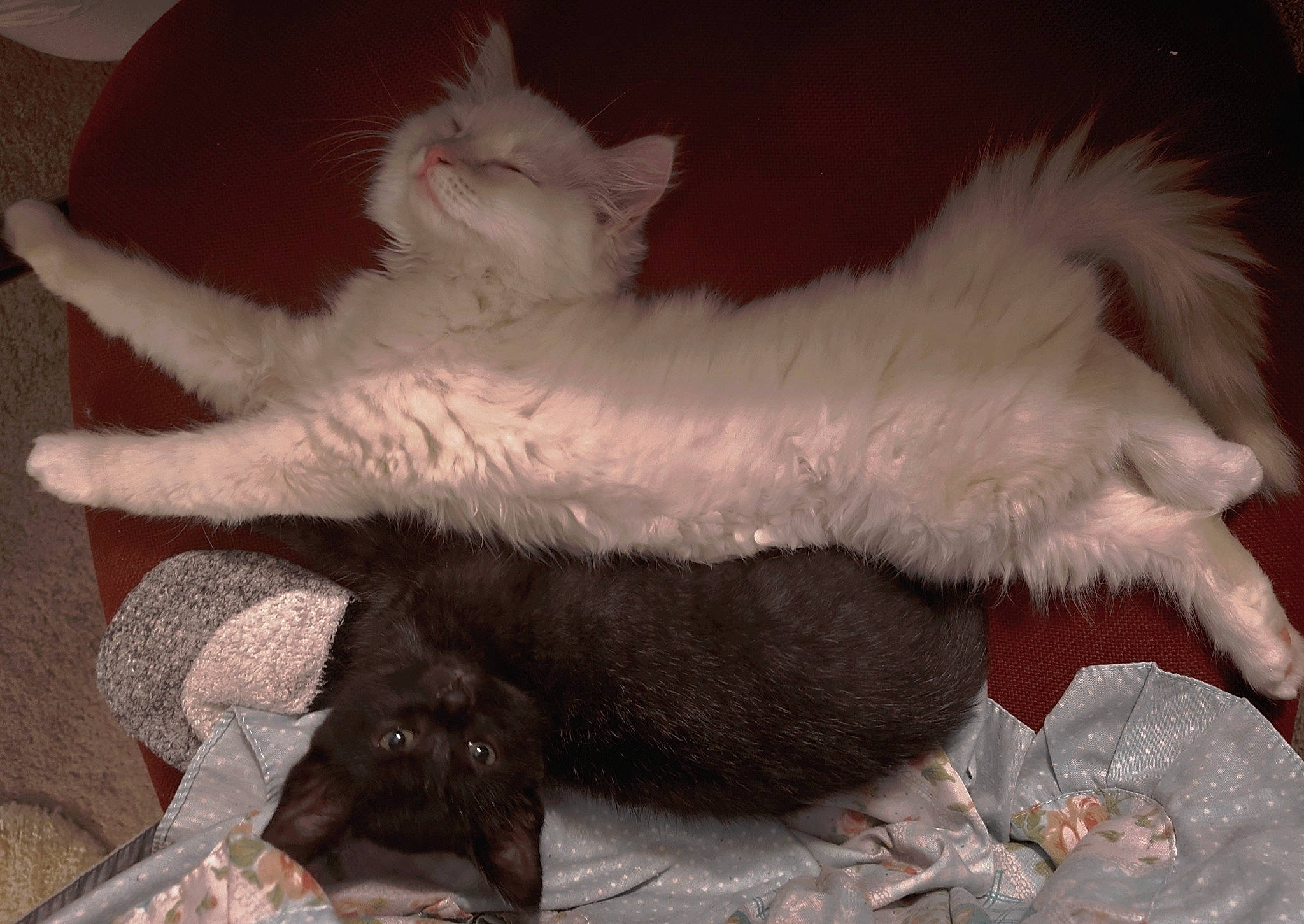 Semine is registered to the contest to win money with this photo: bed, canidae, carnivore, cat, cat_bed, claw, comfort, dog_breed, domestic_short_haired_cat, fang, felidae, foot, fur, lap, nap, paw, small_to_medium_sized_cats, tail, terrestrial_animal, whiskers