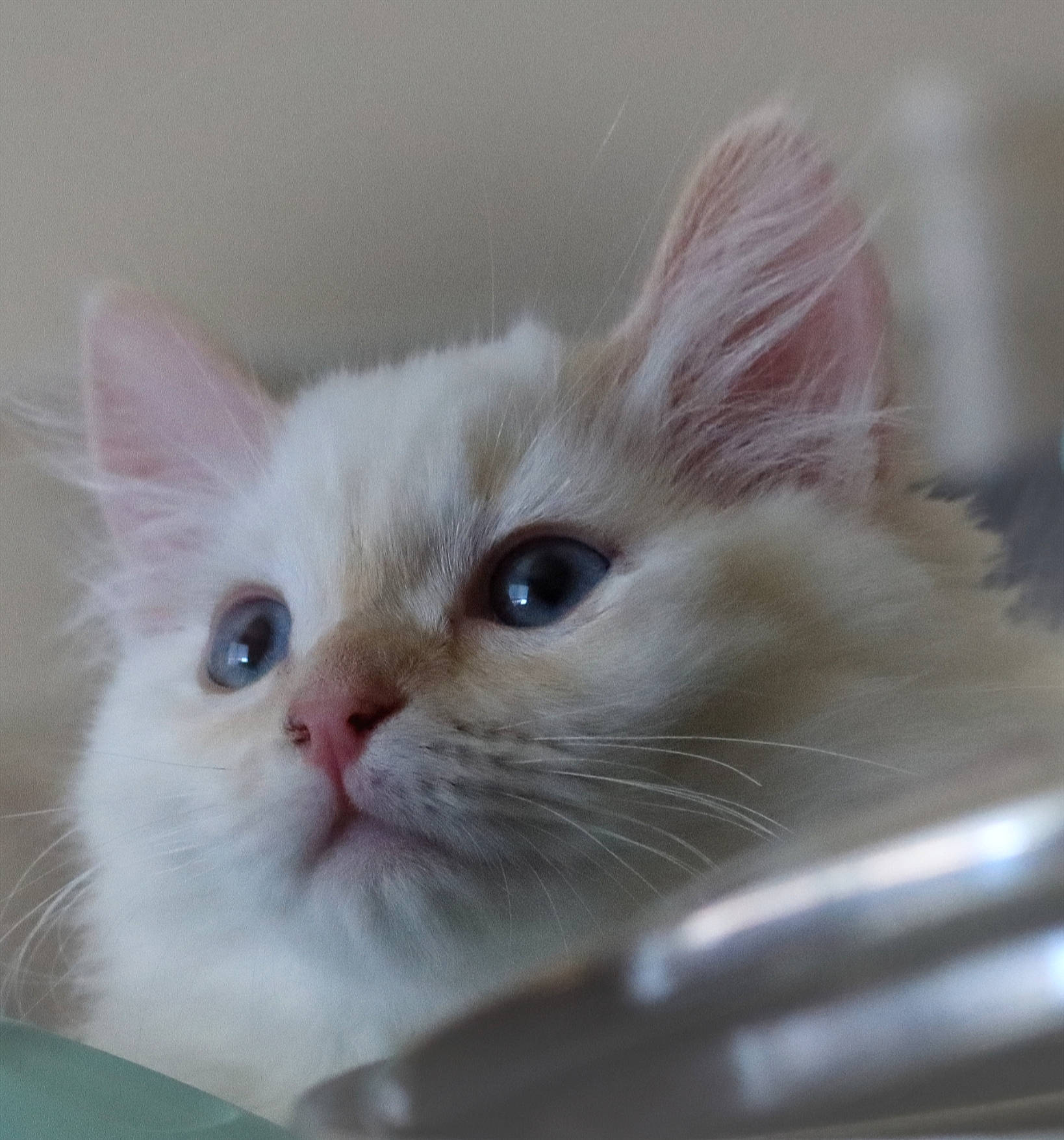 Semine joined the competition — help win amazing prizes! carnivore, cat, claw, domestic_short_haired_cat, ear, eye, fawn, felidae, fur, head, paw, photo_caption, small_to_medium_sized_cats, snout, tail, whiskers