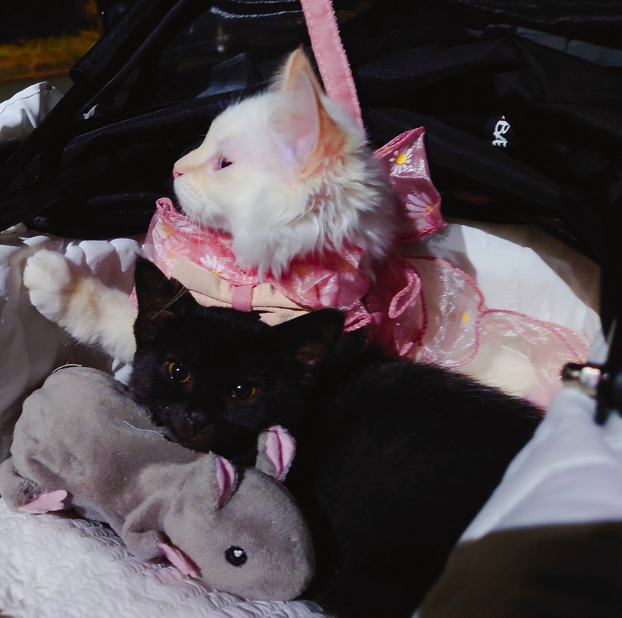 Semine joined the competition — help win amazing prizes! bag, carnivore, cat, collar, comfort, companion_dog, dog, dog_breed, dog_supply, domestic_short_haired_cat, fawn, felidae, fur, pink, small_to_medium_sized_cats, snout, sporting_group, tail, toy_dog, whiskers