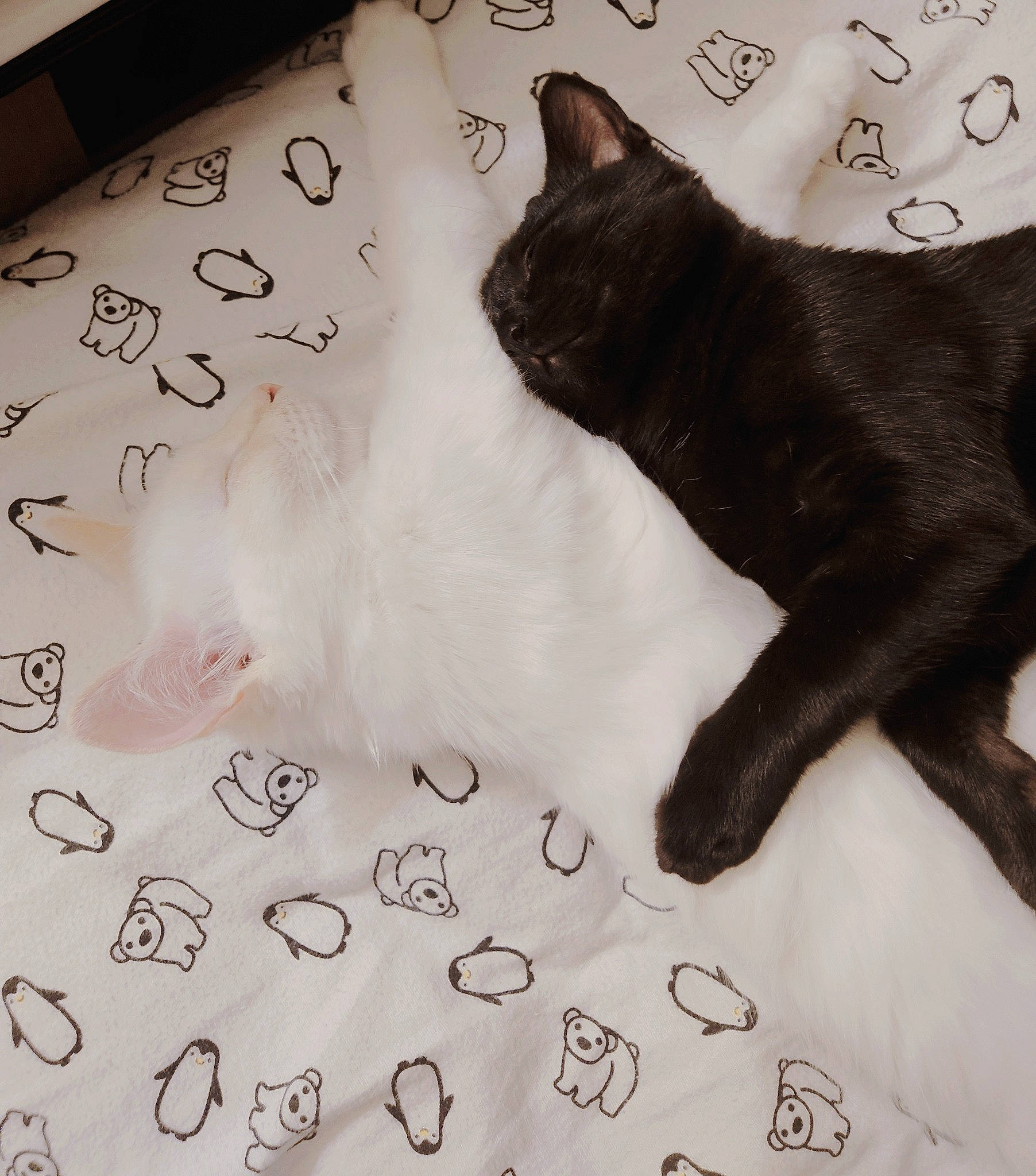 Semine is registered to the contest to win money with this photo: black_cat, carnivore, cat, claw, comfort, domestic_short_haired_cat, felidae, flooring, font, fur, grey, linens, pattern, paw, small_to_medium_sized_cats, snout, tail, textile, vertebrate, whiskers