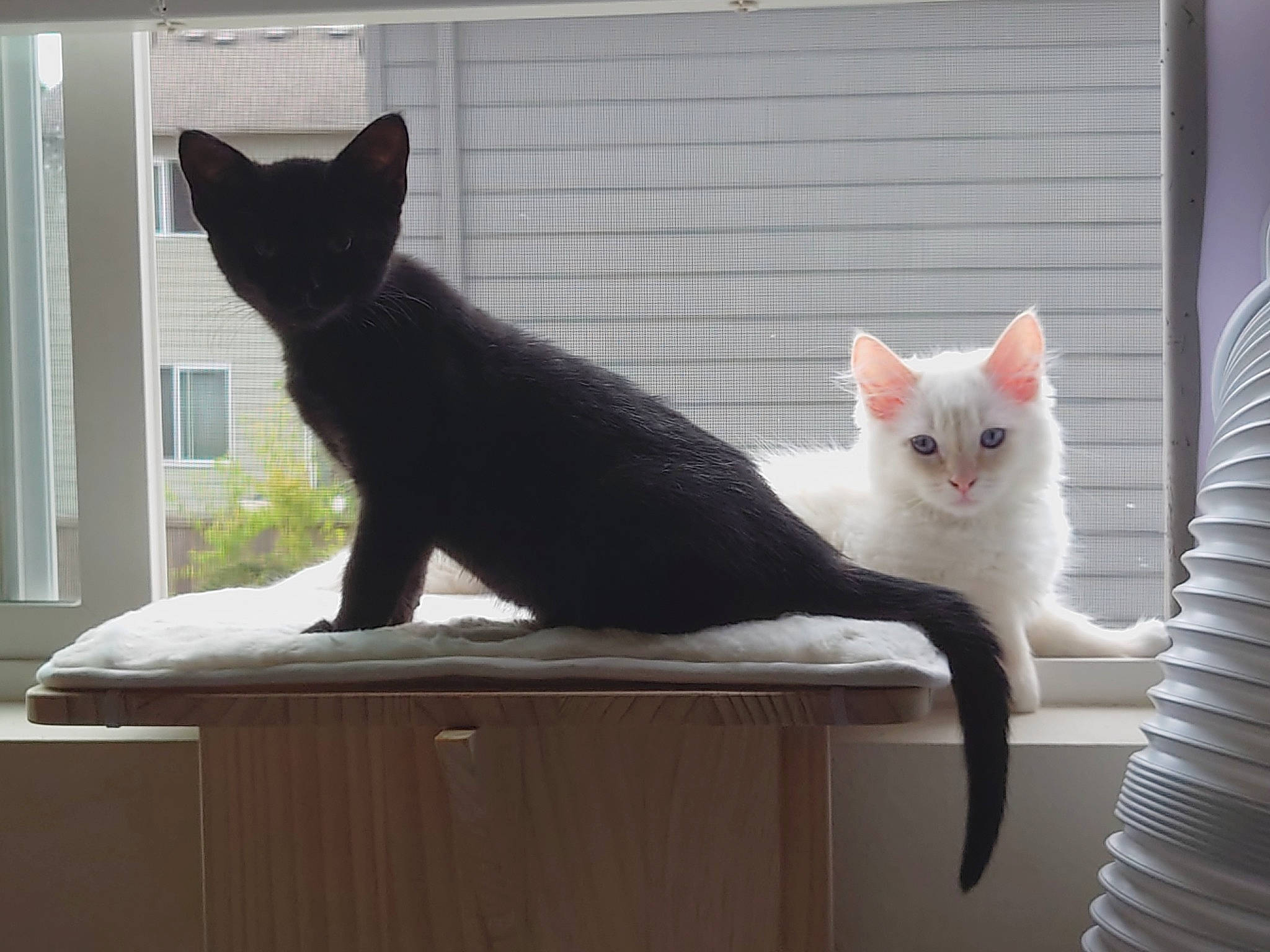 Luna is registered to the contest to win money with this photo: carnivore, cat, comfort, domestic_short_haired_cat, felidae, fur, grey, mammal, pet_supply, room, sitting, small_to_medium_sized_cats, snapshot, snout, tail, vertebrate, whiskers, white, window, wood