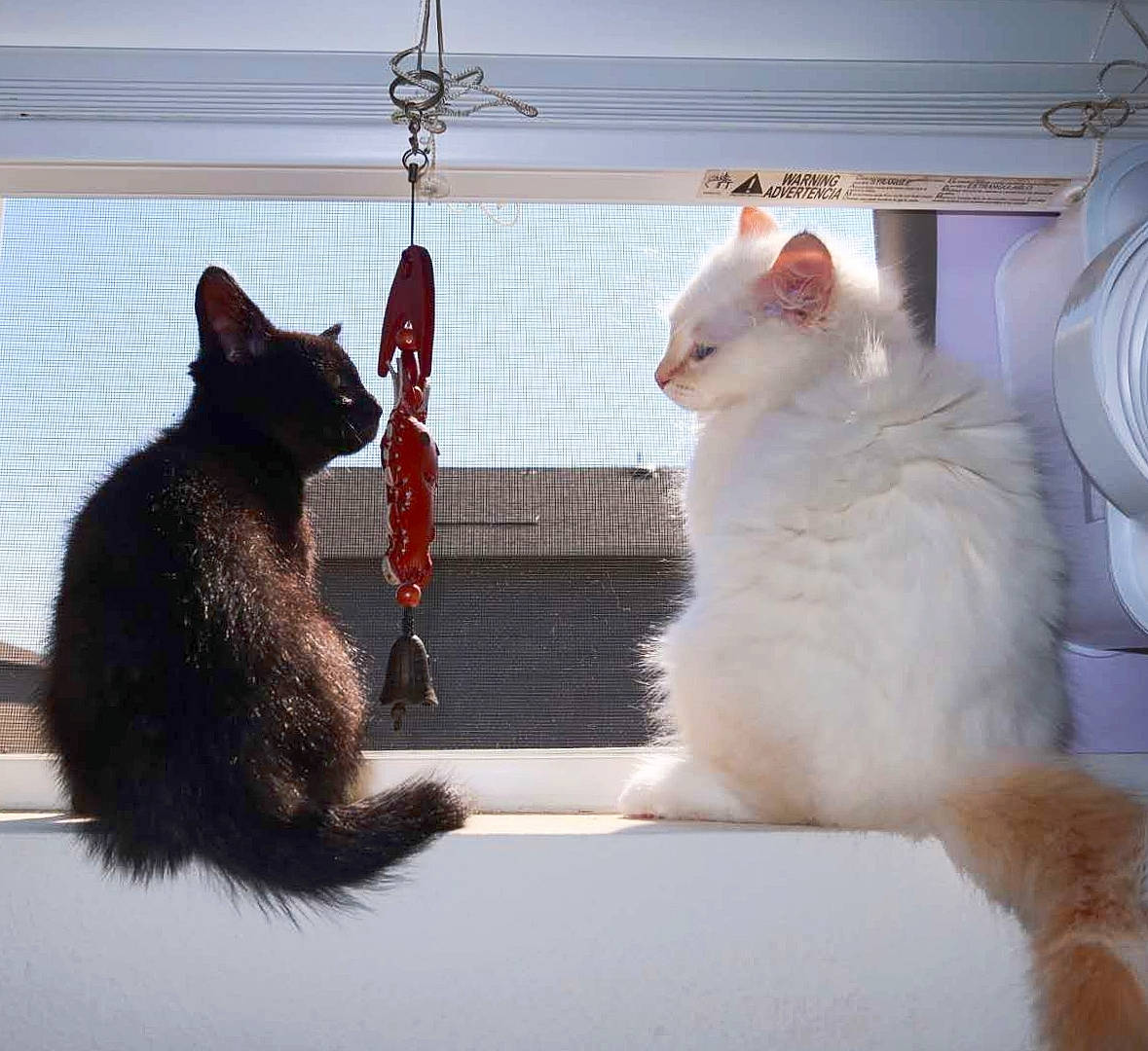 Luna joined the competition — help win amazing prizes! animal_shelter, carnivore, cat, cat_furniture, cat_supply, claw, domestic_short_haired_cat, fawn, felidae, fur, mammal, paw, pet_supply, small_to_medium_sized_cats, snout, tail, vertebrate, whiskers, window, window_covering