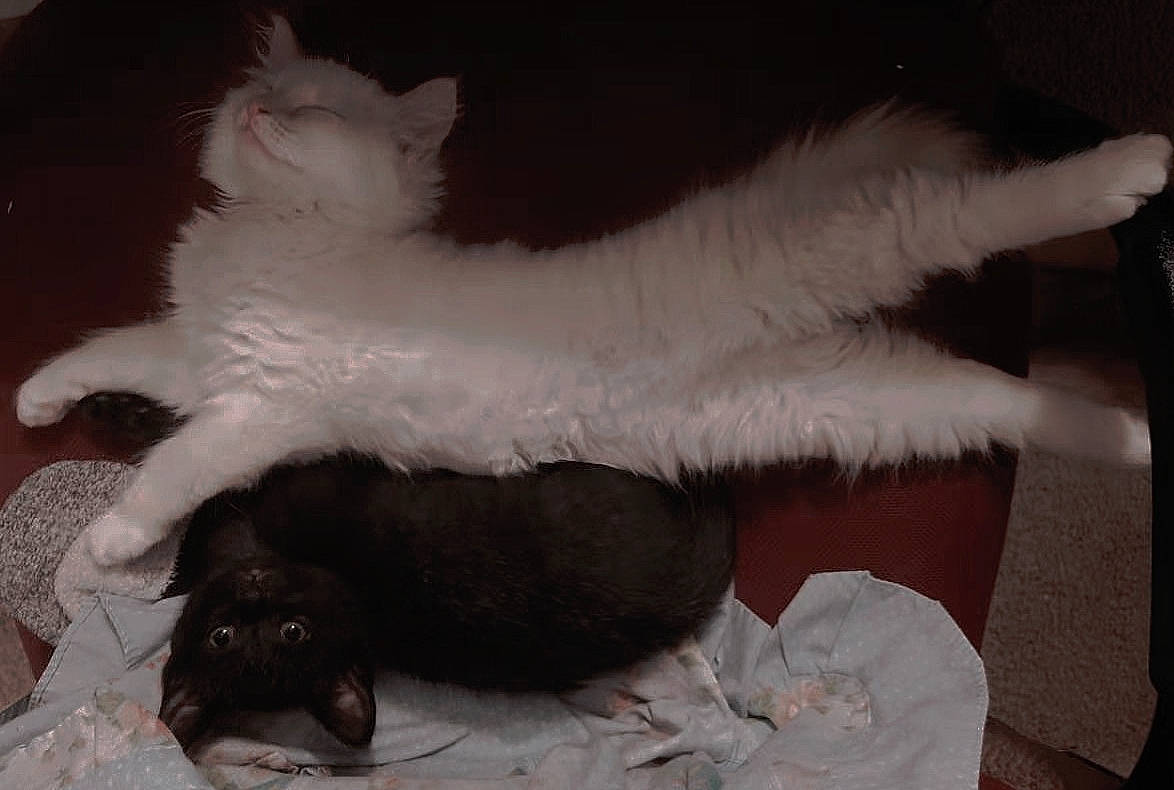 Luna is registered to the contest to win money with this photo: bed, canidae, carnivore, cat, claw, comfort, companion_dog, dog_breed, domestic_short_haired_cat, fawn, felidae, foot, fur, head, lap, paw, small_to_medium_sized_cats, snout, tail, whiskers