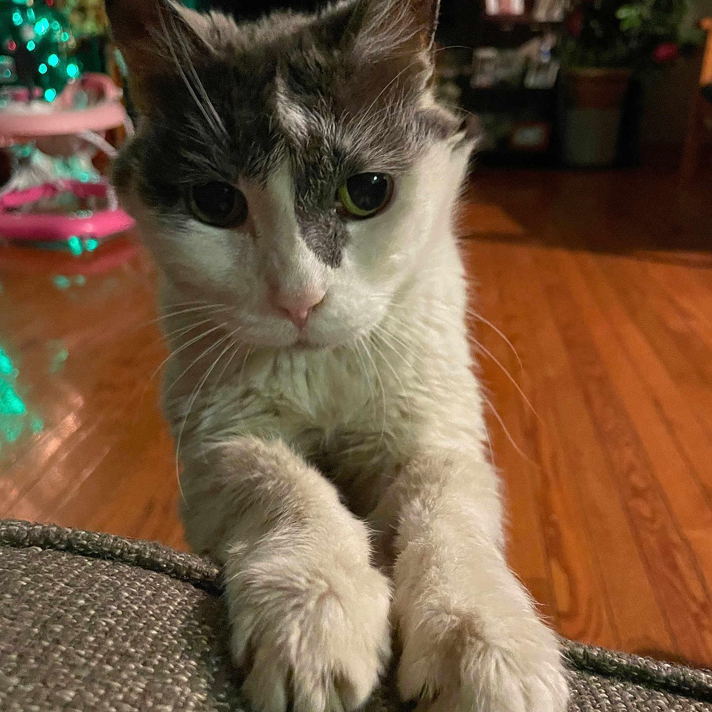 Laura is registered to the contest to win money with this photo: animal, cat, closeup, cozy, curious, cute, domestic, feline, fur, furniture, houseplant, indoor, looking, mammal, paws, pet, portrait, tabby, whiskers, wooden_floor