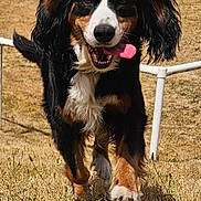 Praline a rejoint le concours — aidez-le/la à gagner de superbes lots ! dog, running, outdoor, grass, tongue, happy, pet, animal, ears, field, fence, nature, brown, black, white, canine, playful, summer, daylight, excited
