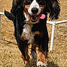 dog, running, outdoor, grass, tongue, happy, pet, animal, ears, field, fence, nature, brown, black, white, canine, playful, summer, daylight, excited