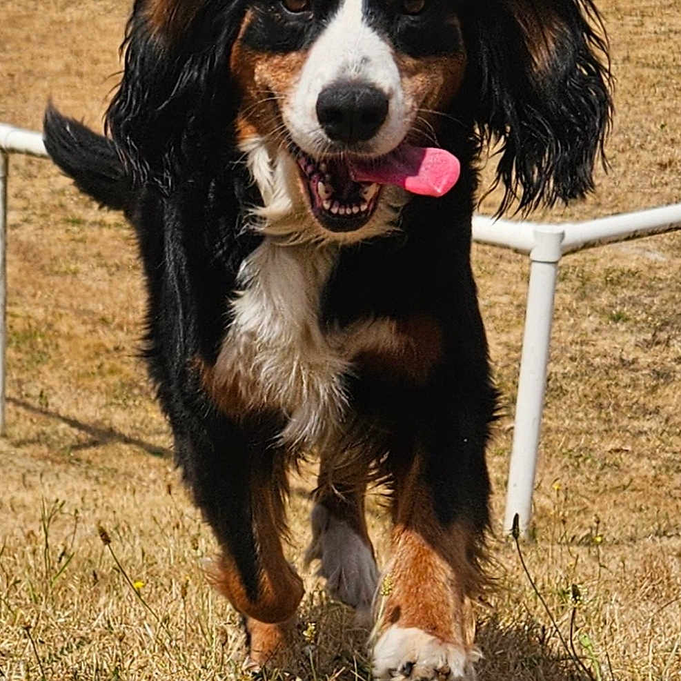Praline a rejoint le concours — aidez-le/la à gagner de superbes lots ! dog, running, outdoor, grass, tongue, happy, pet, animal, ears, field, fence, nature, brown, black, white, canine, playful, summer, daylight, excited