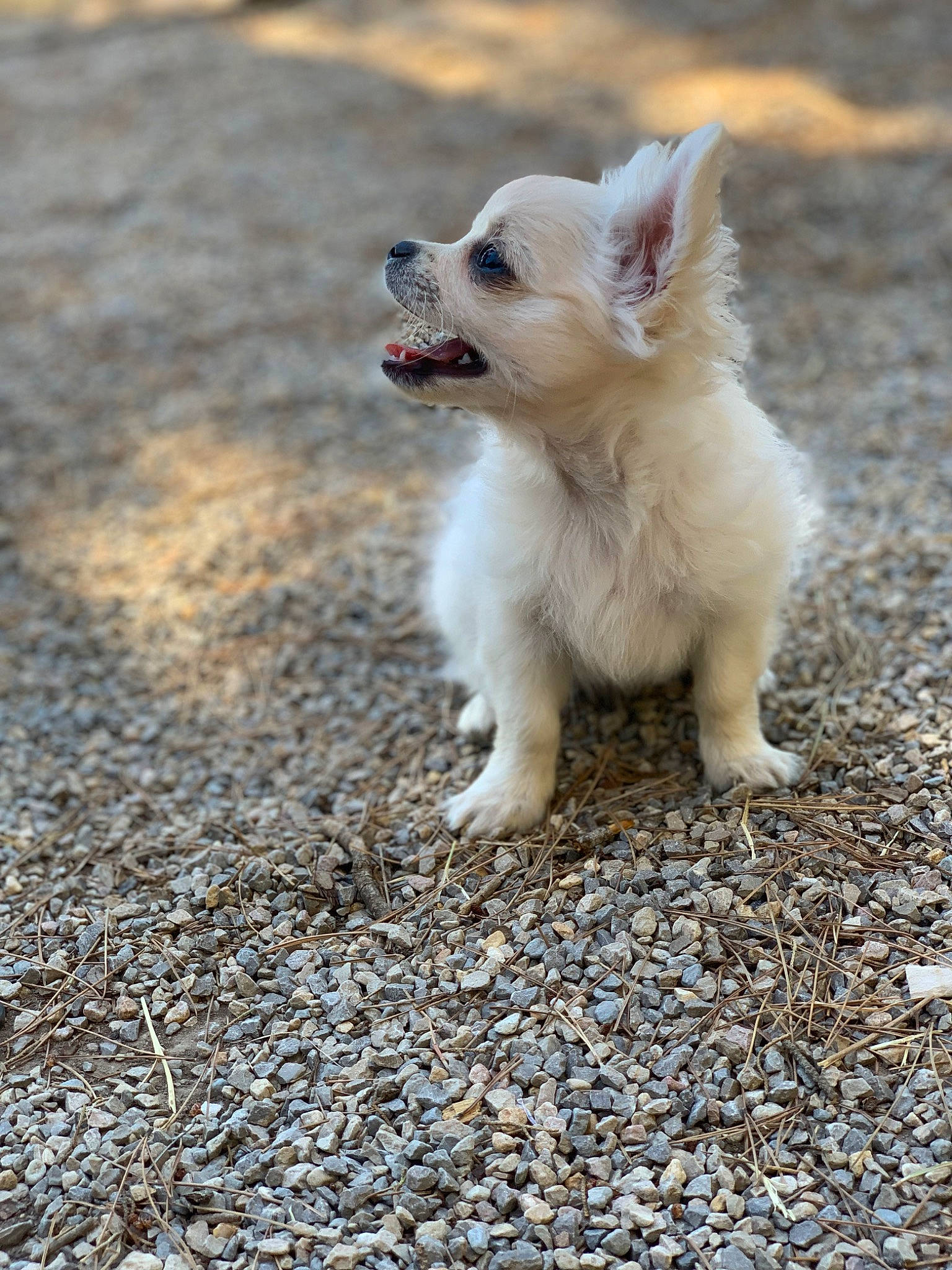 Biggy a rejoint le concours — aidez-le/la à gagner de superbes lots ! asphalt, biting, canidae, carnivore, companion_dog, dog, dog_breed, fawn, fur, grass, paw, road_surface, snout, soil, sporting_group, tail, terrestrial_animal, toy_dog, whiskers, wildlife