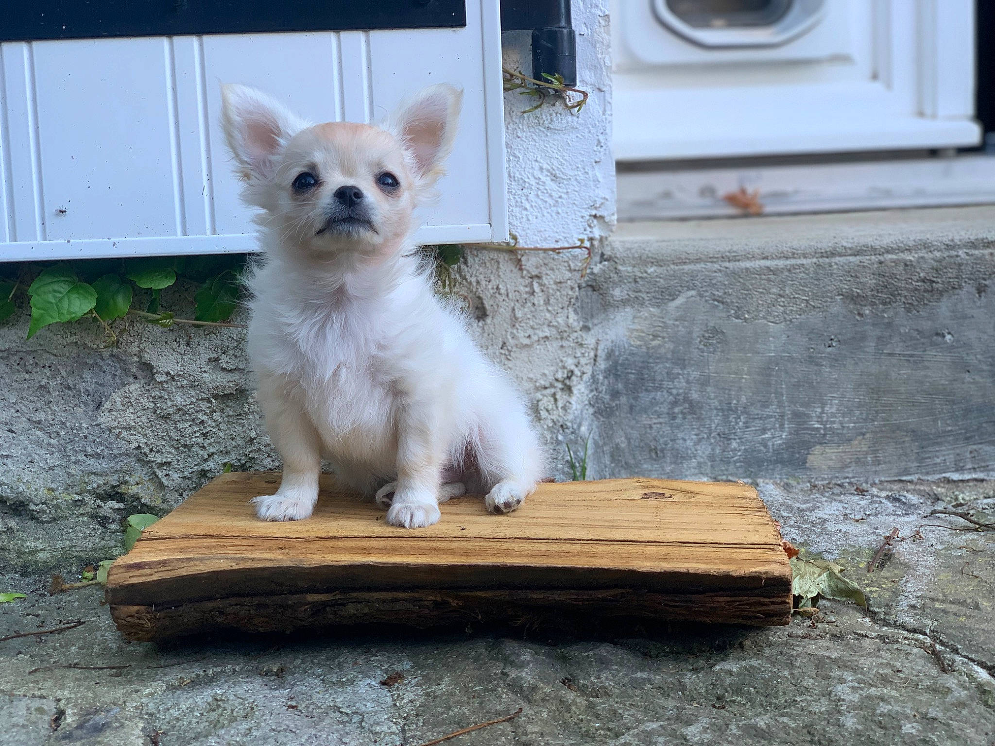 Biggy participe au concours pour gagner de l'argent avec cette photo : blue, carnivore, companion_dog, dog, dog_breed, door, fawn, felidae, fur, small_terrier, small_to_medium_sized_cats, snout, sporting_group, tail, terrestrial_animal, toy_dog, whiskers, window, wood, working_animal