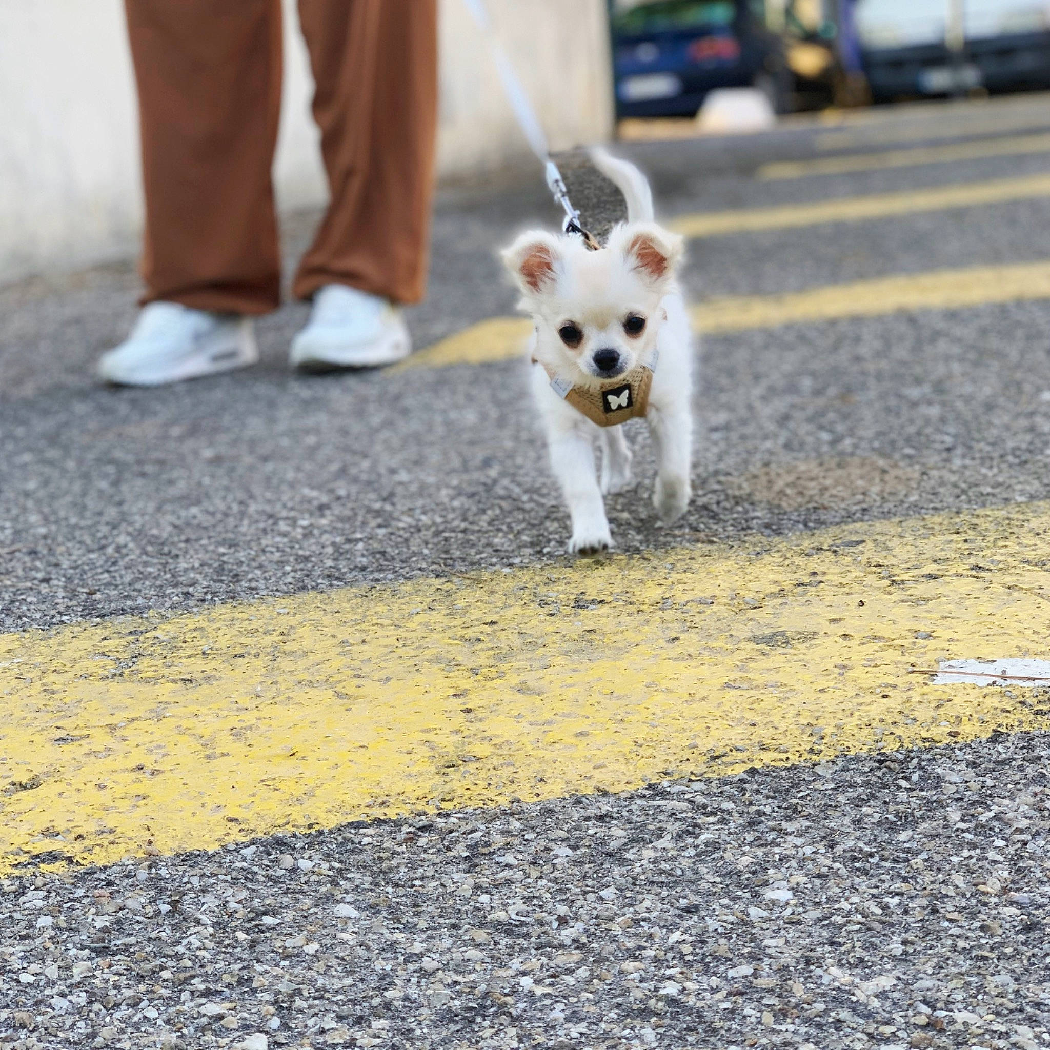 Biggy a rejoint le concours — aidez-le/la à gagner de superbes lots ! asphalt, carnivore, companion_dog, dog, dog_breed, dog_supply, electric_blue, fawn, flooring, fur, grass, human_leg, road, road_surface, sidewalk, snout, tail, terrier, toy_dog, whiskers