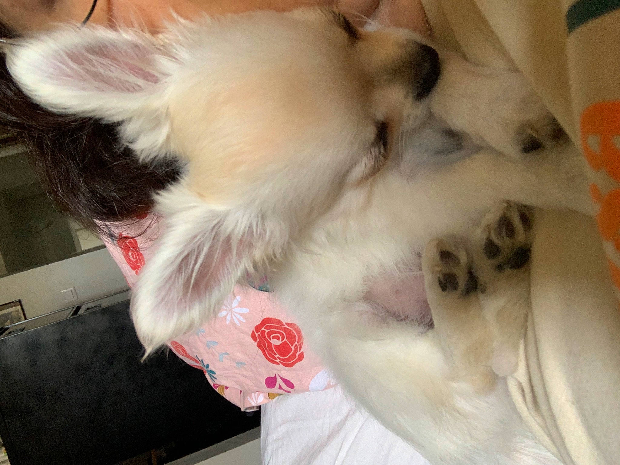 Biggy a rejoint le concours — aidez-le/la à gagner de superbes lots ! canidae, carnivore, claw, collar, comfort, companion_dog, dog, dog_breed, dog_supply, event, fang, fawn, felidae, fur, paw, small_to_medium_sized_cats, snout, sporting_group, tail, whiskers