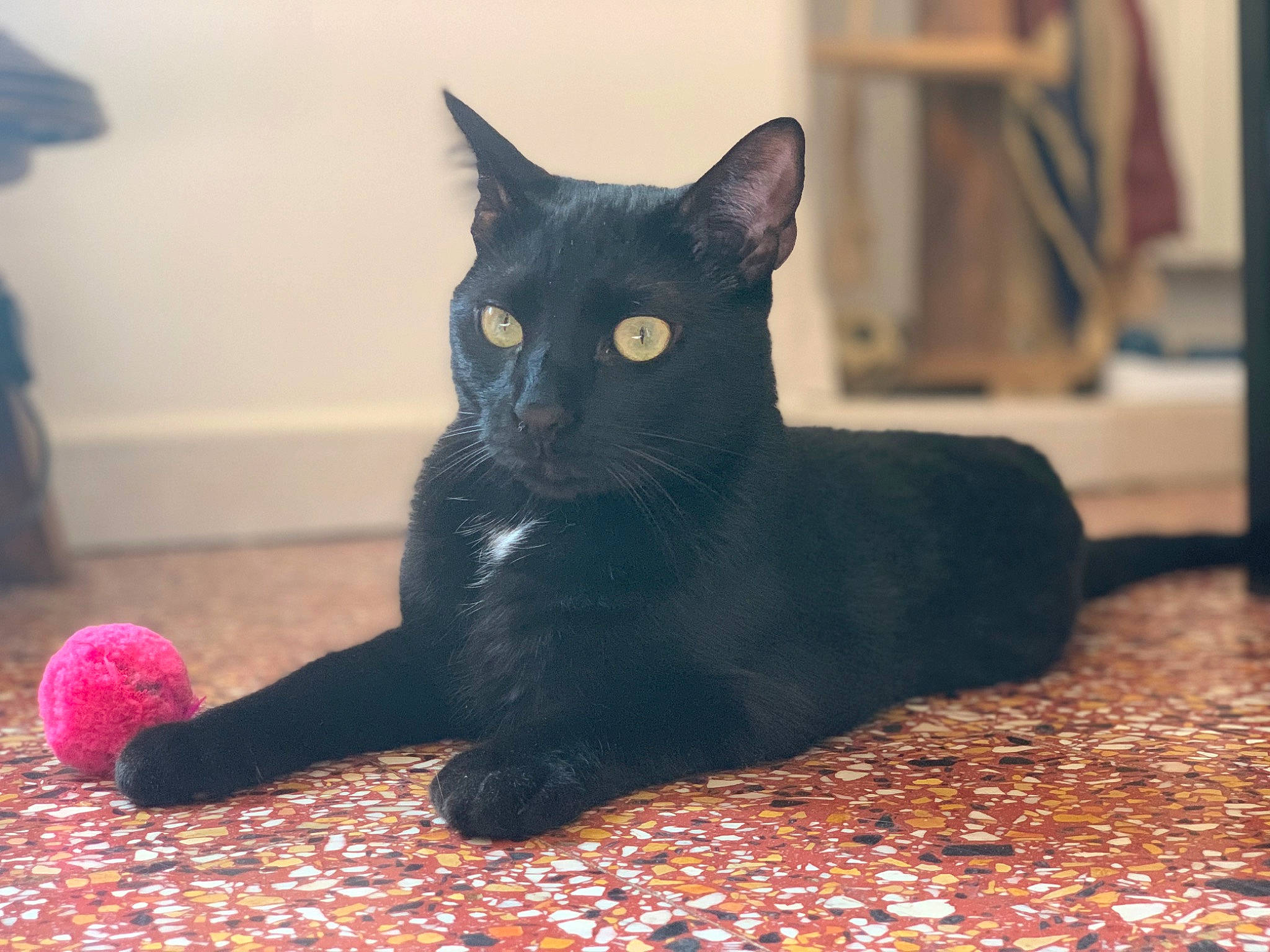 Neo a rejoint le concours — aidez-le/la à gagner de superbes lots ! black_cat, bombay, carmine, carnivore, cat, cat_toy, claw, comfort, domestic_short_haired_cat, felidae, flooring, foot, fur, grey, paw, small_to_medium_sized_cats, snout, tail, terrestrial_animal, whiskers