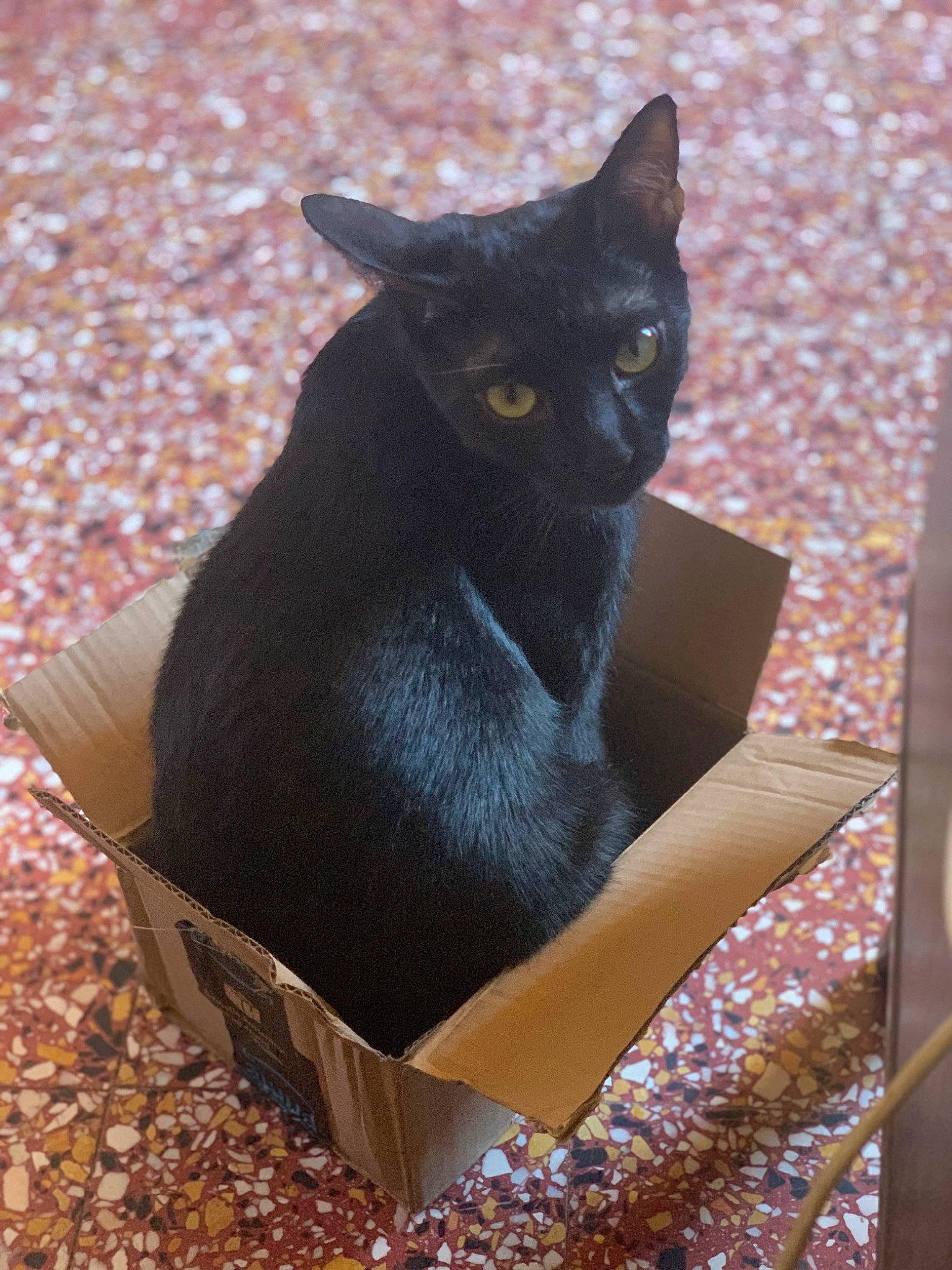Neo a rejoint le concours — aidez-le/la à gagner de superbes lots ! black_cat, bombay, box, carnivore, cat, cat_supply, domestic_short_haired_cat, felidae, fur, grass, grey, havana_brown, pet_supply, small_to_medium_sized_cats, snout, tail, whiskers