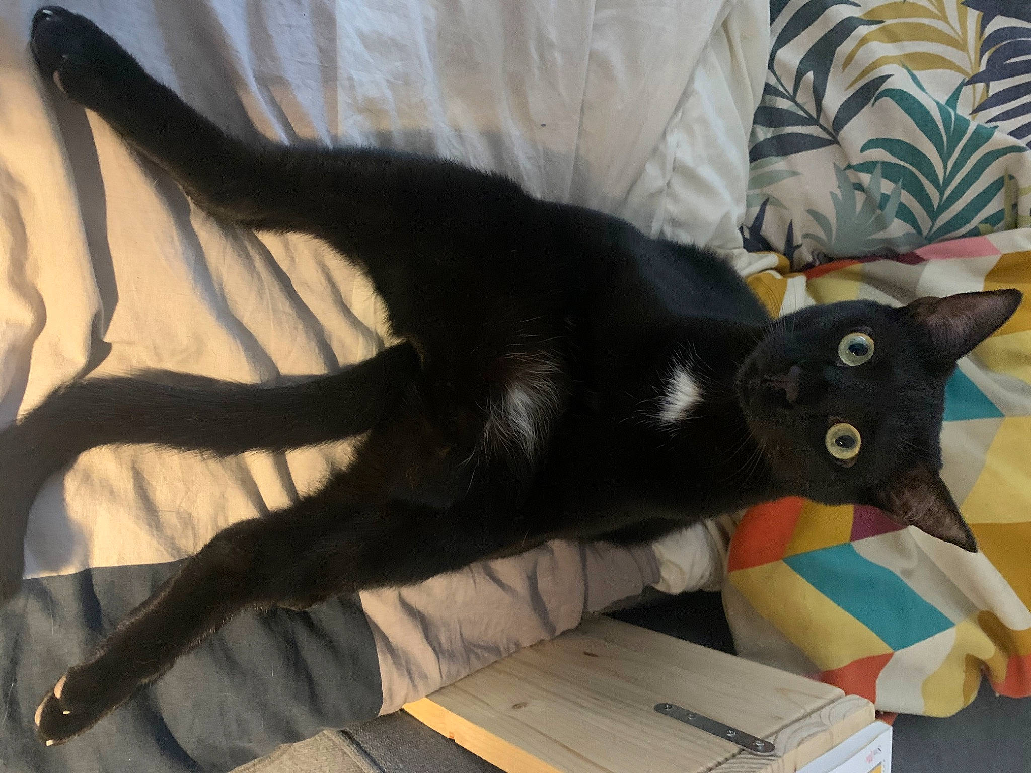 Neo participe au concours pour gagner de l'argent avec cette photo : black_cat, bombay, canidae, carnivore, cat, claw, comfort, couch, dog_breed, domestic_short_haired_cat, felidae, fur, mammal, nap, room, shipping_box, small_to_medium_sized_cats, snout, tail, whiskers