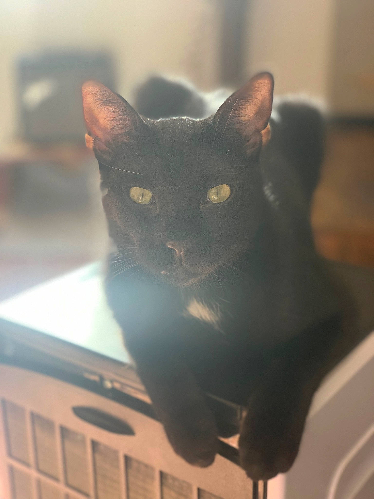 Neo a rejoint le concours — aidez-le/la à gagner de superbes lots ! black_cat, bombay, carnivore, cat, domestic_short_haired_cat, eye, felidae, fur, grey, havana_brown, iris, small_to_medium_sized_cats, snout, stairs, tail, whiskers