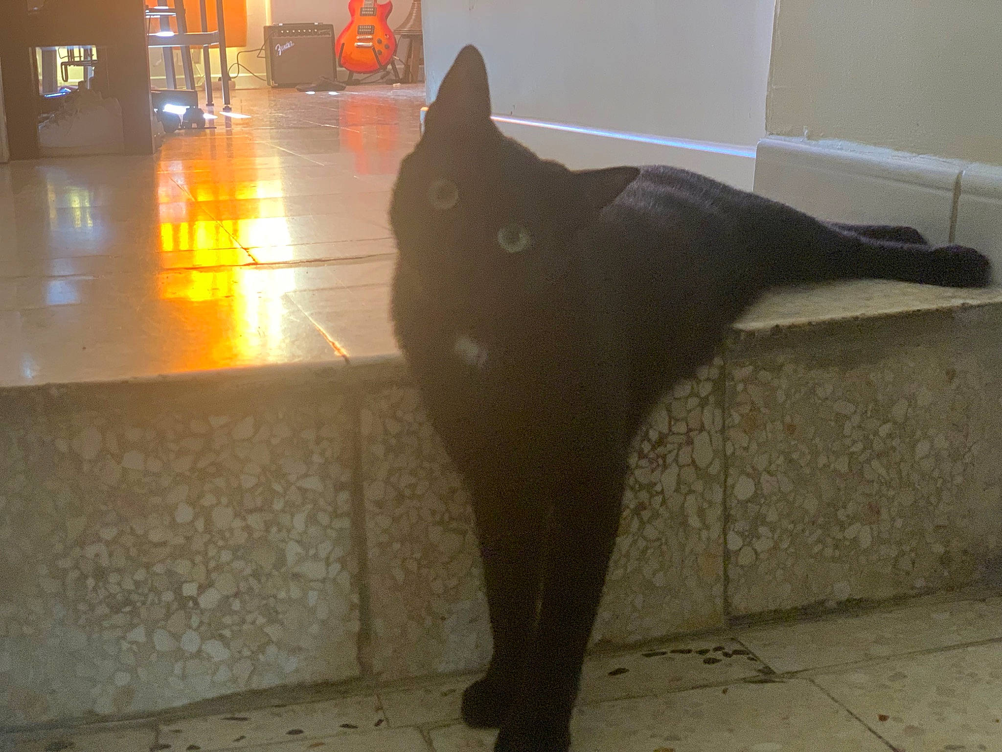 Neo a rejoint le concours — aidez-le/la à gagner de superbes lots ! automotive_lighting, black_cat, bombay, carnivore, cat, domestic_short_haired_cat, felidae, floor, flooring, fur, light, road_surface, small_to_medium_sized_cats, snout, tail, tints_and_shades, tree, whiskers, window, wood