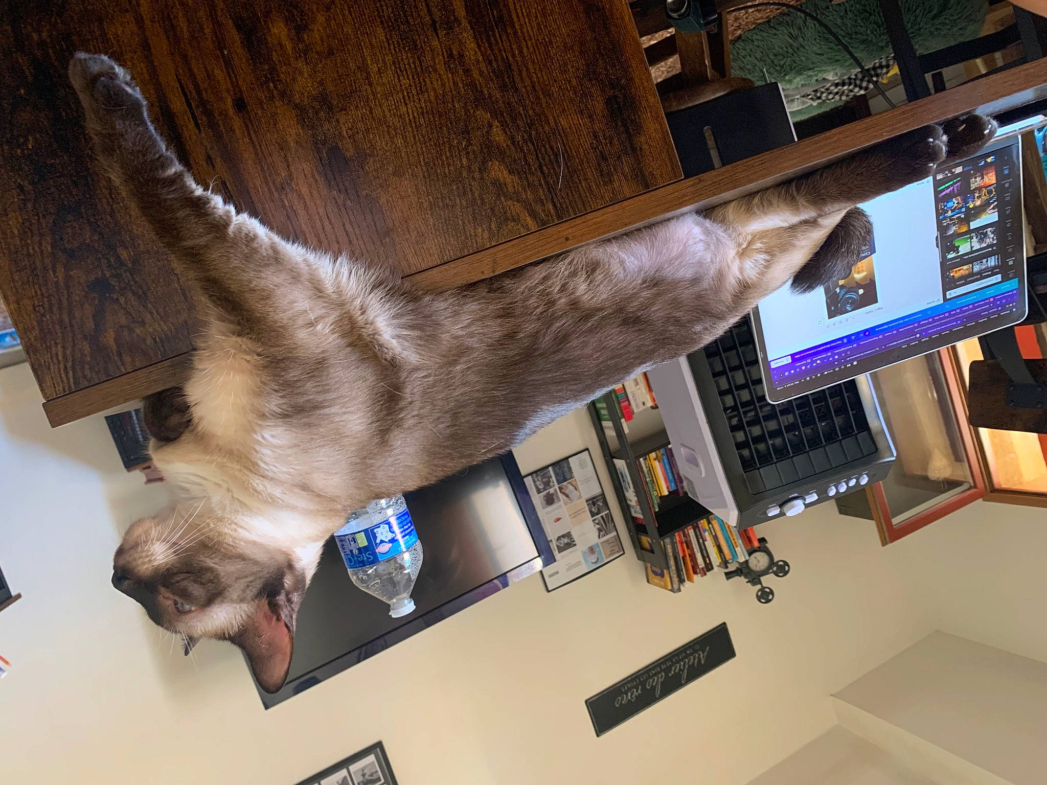 Zik a rejoint le concours — aidez-le/la à gagner de superbes lots ! balinese, carnivore, cat, computer_hardware, display_device, dog_breed, domestic_short_haired_cat, fawn, felidae, fur, machine, room, shelf, siamese, small_to_medium_sized_cats, sporting_group, tail, thai, tonkinese, whiskers