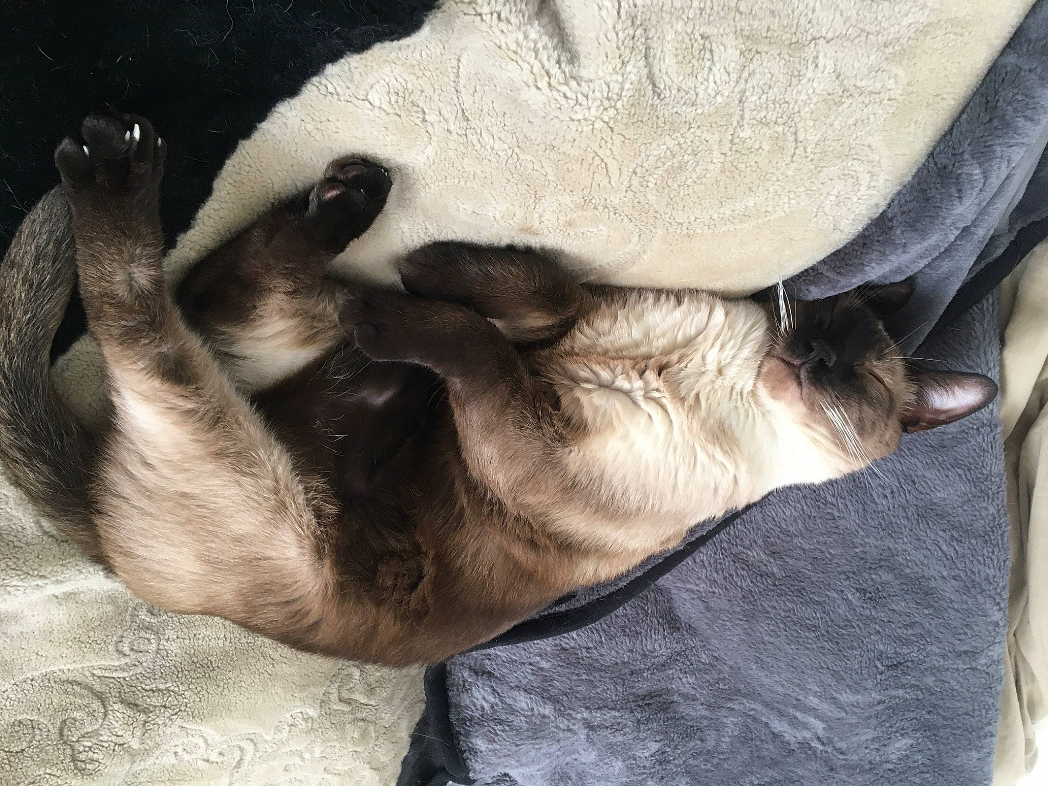 Zik participe au concours pour gagner de l'argent avec cette photo : canidae, carnivore, comfort, companion_dog, dog, dog_breed, ear, fawn, felidae, foot, fur, gesture, grey, human_leg, nap, snout, sporting_group, whiskers, working_animal, wrinkle