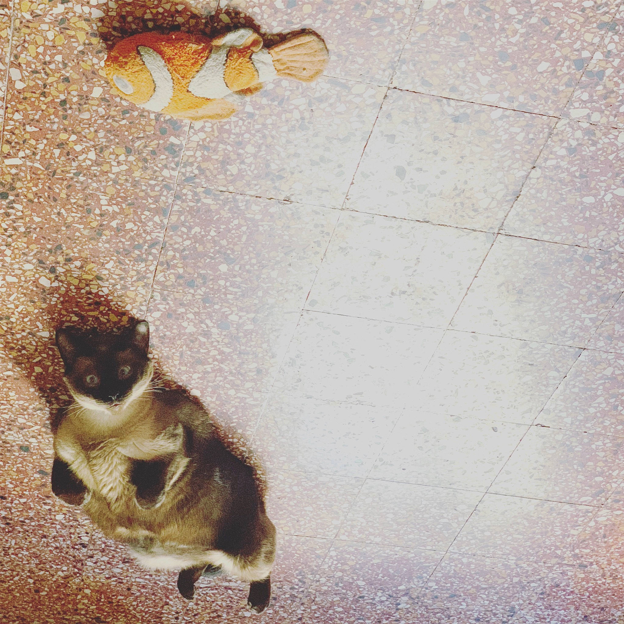 Zik a rejoint le concours — aidez-le/la à gagner de superbes lots ! asphalt, carnivore, cat, claw, fawn, felidae, flooring, fur, organism, paw, plant, road_surface, sand, shadow, small_to_medium_sized_cats, snout, tail, tints_and_shades, whiskers, wood