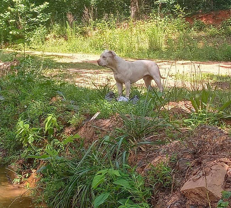 Cupid is registered to the contest to win money with this photo: canidae, carnivore, dog, dog_breed, fawn, garden, grass, grass_family, grassland, groundcover, landscape, plant, plant_community, shrub, soil, sporting_group, tail, terrestrial_animal, tree, working_animal