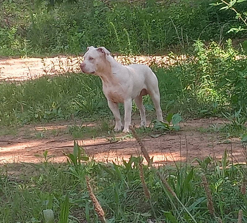 Cupid is registered to the contest to win money with this photo: canidae, carnivore, companion_dog, dog, dog_breed, grass, grassland, gun_dog, hunting_dog, landscape, livestock, non_sporting_group, pasture, plant, snout, soil, sporting_group, tail, terrestrial_animal, working_animal