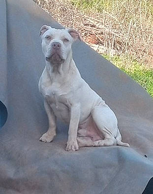 Cupid joined the competition — help win amazing prizes! ancient_dog_breeds, carnivore, companion_dog, dog, dog_breed, grass, plant, snout, soil, sporting_group, tail, terrestrial_animal