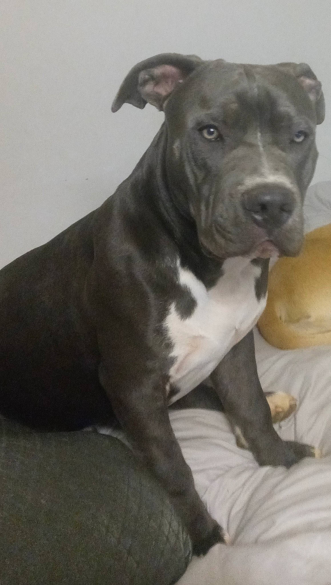 Artemis is registered to the contest to win money with this photo: carnivore, collar, companion_dog, dog, dog_breed, dog_collar, grey, metal, non_sporting_group, snout, terrestrial_animal, whiskers, working_animal, working_dog