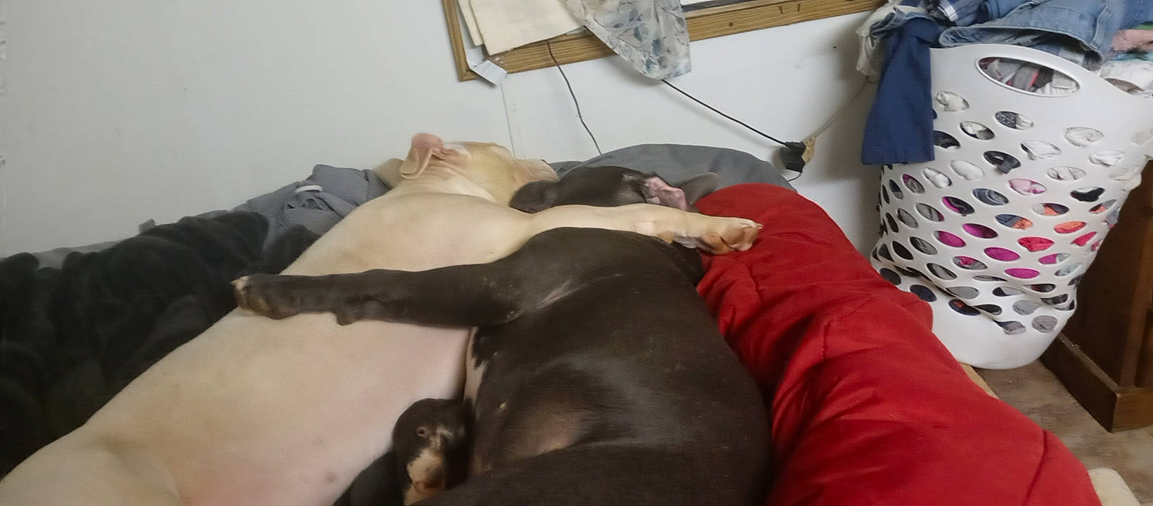 Artemis joined the competition — help win amazing prizes! canidae, carnivore, comfort, companion_dog, dog, dog_breed, dog_supply, fawn, flooring, fur, guard_dog, hardwood, liver, nap, non_sporting_group, room, sporting_group, tail, terrestrial_animal, working_animal