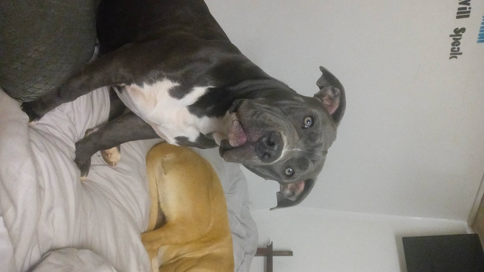 Artemis joined the competition — help win amazing prizes! canidae, carnivore, comfort, companion_dog, dog, dog_breed, ear, fawn, guard_dog, jaw, non_sporting_group, snout, sporting_group, tail, whiskers, working_animal