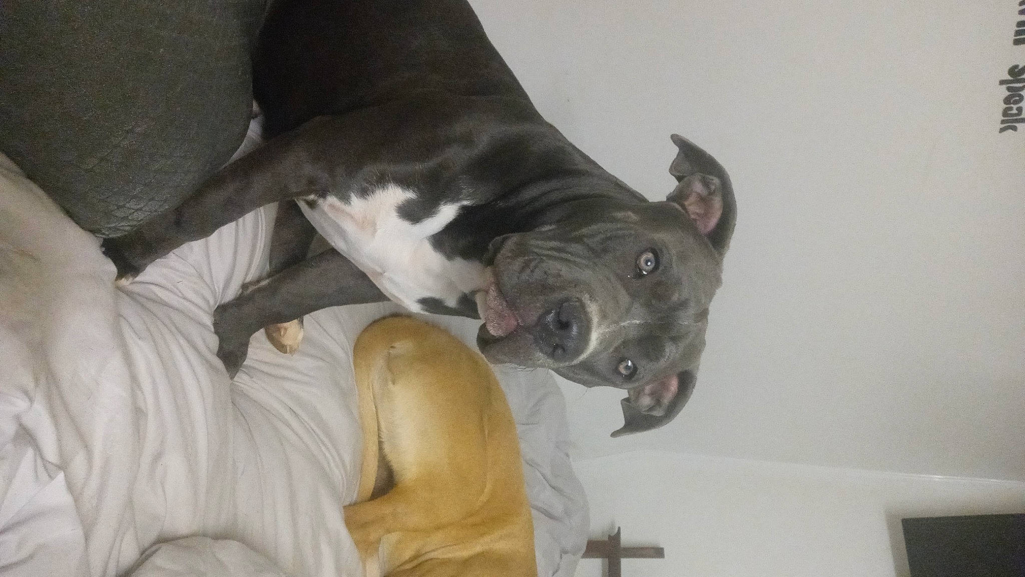 Artemis is registered to the contest to win money with this photo: boston_terrier, canidae, carnivore, comfort, companion_dog, dog, dog_breed, ear, fawn, fur, mammal, non_sporting_group, snout, sporting_group, tail, terrestrial_animal, toy_dog, whiskers, working_animal, wrinkle