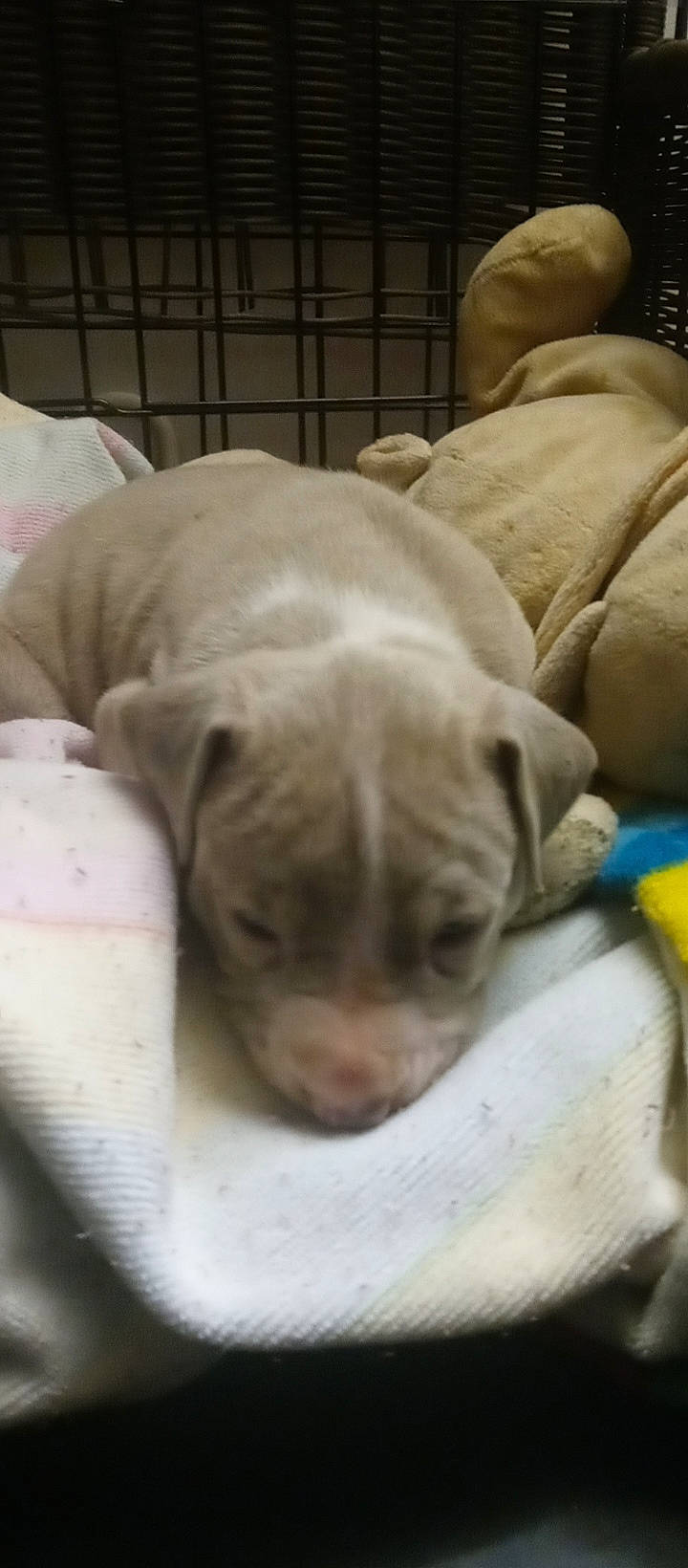 Calypso joined the competition — help win amazing prizes! canidae, carnivore, comfort, companion_dog, dog, dog_breed, fawn, guard_dog, molosser, nap, non_sporting_group, ori_pei, pug, sleep, snout, sporting_group, terrestrial_animal, toy_dog, working_animal, wrinkle