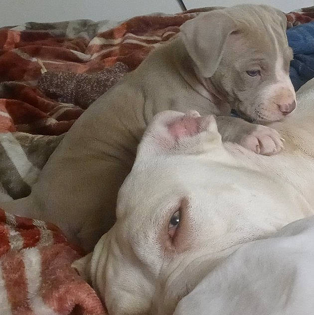 Calypso joined the competition — help win amazing prizes! canidae, carnivore, comfort, companion_dog, dog, dog_breed, fawn, linens, liver, mammal, non_sporting_group, pink, snout, sporting_group, terrestrial_animal, working_animal, wrinkle