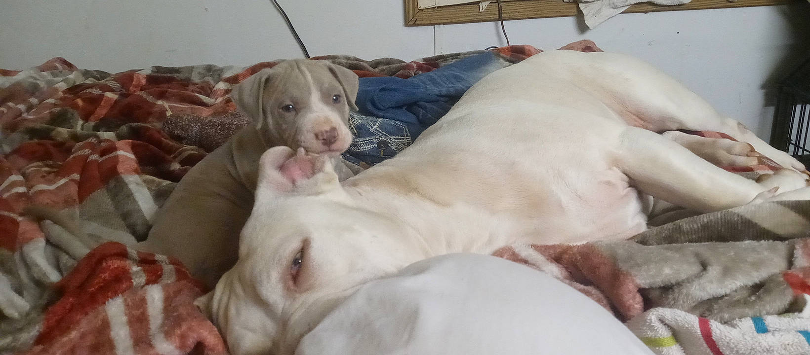 Calypso is registered to the contest to win money with this photo: carnivore, comfort, companion_dog, dog, dog_breed, dog_supply, fawn, flesh, fur, liver, non_sporting_group, snout, sporting_group, terrestrial_animal, whiskers, working_animal, wrinkle