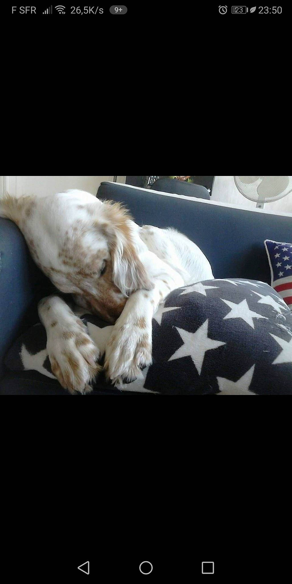 Jersey a rejoint le concours — aidez-le/la à gagner de superbes lots ! canidae, carnivore, cocker_spaniel, companion_dog, dog, dog_breed, english_cocker_spaniel, english_setter, nap, puppy, retriever, setter, spaniel, spinone_italiano, sporting_group