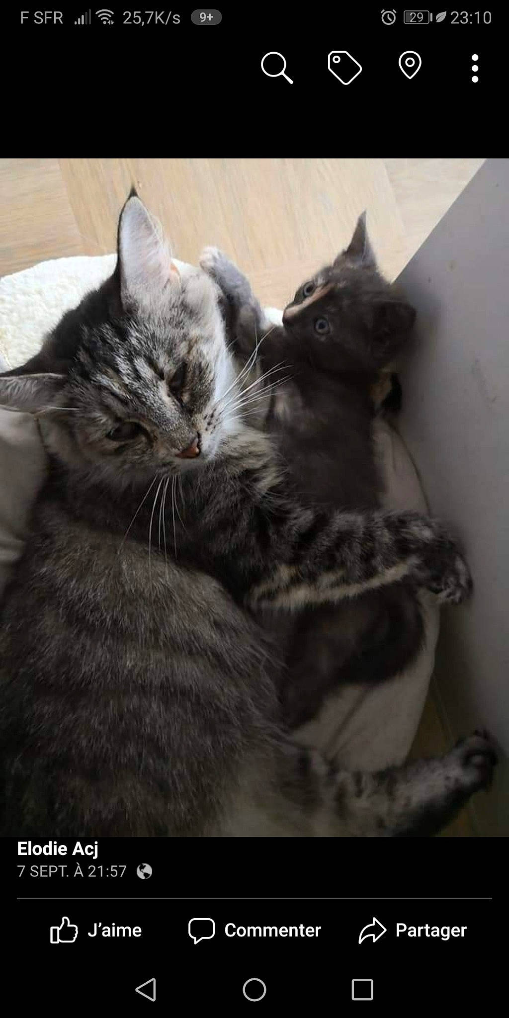 Hemma participe au concours pour gagner de l'argent avec cette photo : american_shorthair, asian, black_and_white, carnivore, cat, domestic_short_haired_cat, dragon_li, ear, european_shorthair, felidae, fur, kitten, mammal, norwegian_forest_cat, photo_caption, small_to_medium_sized_cats, snout, tabby_cat, tail, whiskers