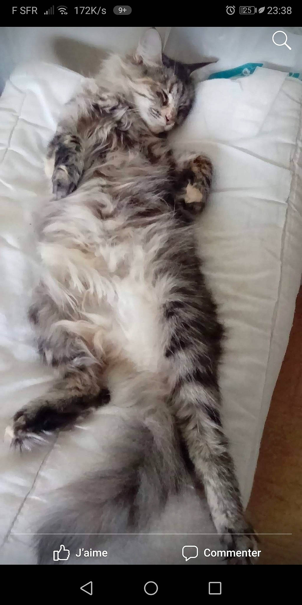 Hemma a rejoint le concours — aidez-le/la à gagner de superbes lots ! american_curl, british_longhair, carnivore, cat, domestic_long_haired_cat, felidae, fur, kitten, maine_coon, mammal, norwegian_forest_cat, siberian, small_to_medium_sized_cats, tail, vertebrate, whiskers