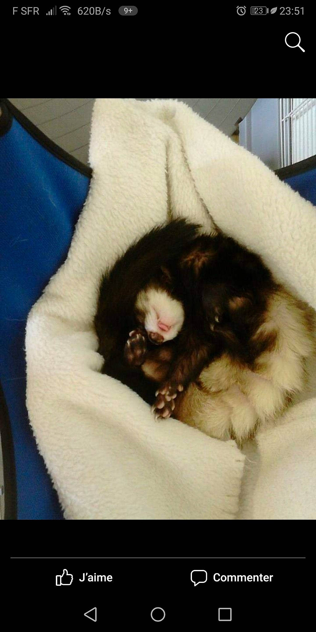 Cudy a rejoint le concours — aidez-le/la à gagner de superbes lots ! canidae, carnivore, cat, claw, felidae, fur, nap, norwegian_forest_cat, paw, puppy, small_to_medium_sized_cats