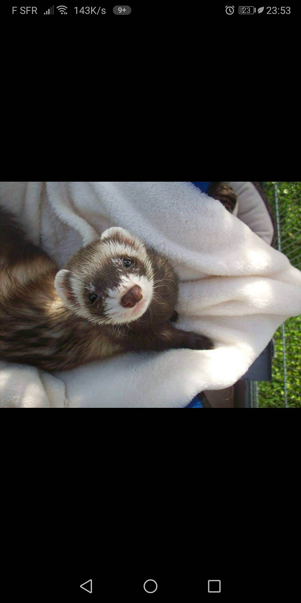 Cudy participe au concours pour gagner de l'argent avec cette photo : black_footed_ferret, carnivore, ear, ferret, fur, mustelidae, mustelinae, photography, polecat, wildlife
