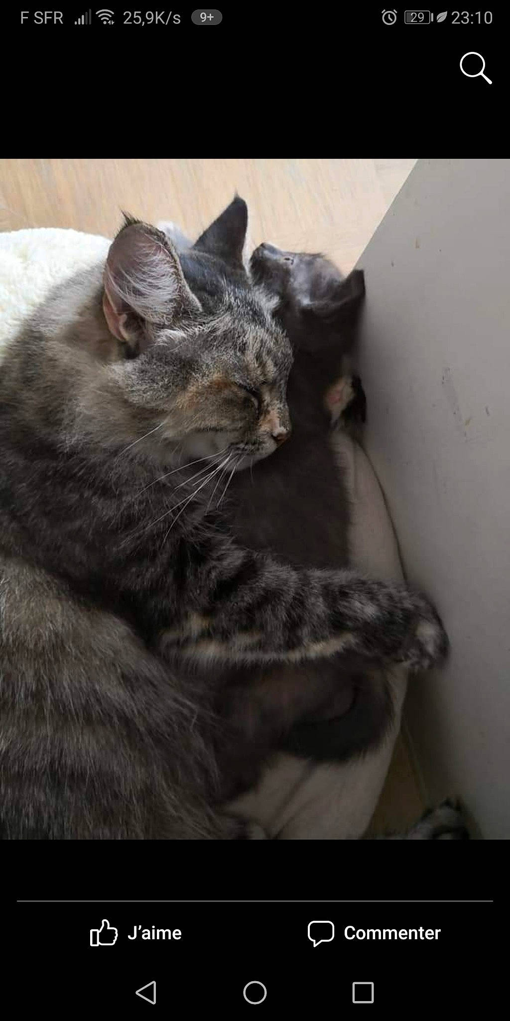 Houston a rejoint le concours — aidez-le/la à gagner de superbes lots ! asian, black_cat, british_shorthair, carnivore, cat, chartreux, domestic_short_haired_cat, ear, european_shorthair, felidae, fur, kitten, korat, mammal, nebelung, russian_blue, small_to_medium_sized_cats, snout, tabby_cat, whiskers