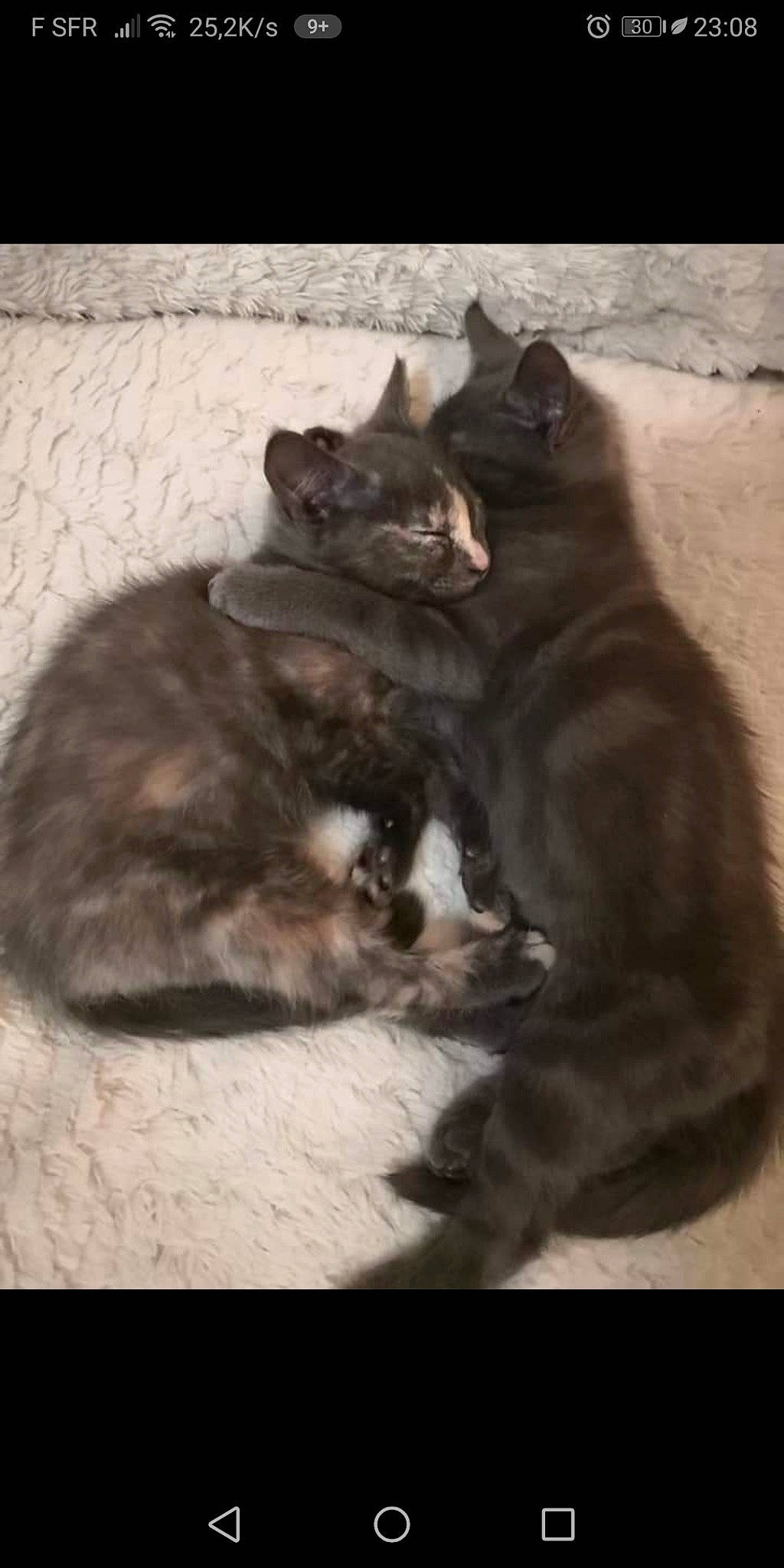 Houston participe au concours pour gagner de l'argent avec cette photo : black_cat, british_shorthair, carnivore, cat, chartreux, domestic_short_haired_cat, felidae, kitten, korat, mammal, nebelung, russian_blue, small_to_medium_sized_cats, snout, vertebrate, whiskers