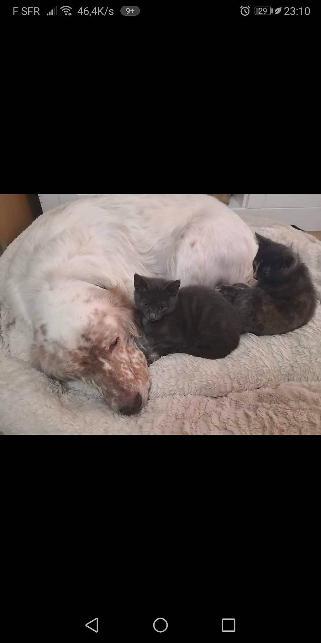 Houston a rejoint le concours — aidez-le/la à gagner de superbes lots ! canidae, carnivore, dog, dog_breed, dogo_argentino, french_bulldog, nap, non_sporting_group, pit_bull, puppy, puppy_love, sleep, snout, sporting_group, west_highland_white_terrier