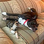 dog, cat, couch, indoor, pet, animal, calico_cat, black_and_white_dog, collar, wood_paneling, striped_couch, relaxed, playing, furniture, domestic, companion, friendship, cozy, resting, cute