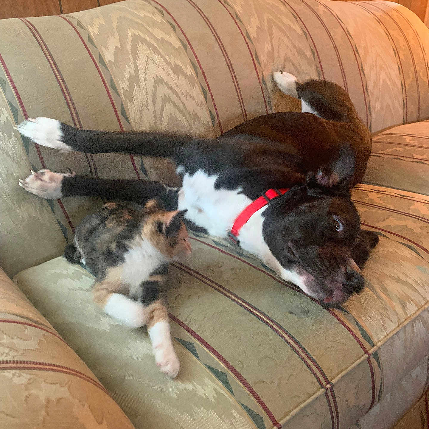 Sassy joined the competition — help win amazing prizes! animal, black_and_white_dog, calico_cat, cat, collar, companion, couch, cozy, cute, dog, domestic, friendship, furniture, indoor, pet, playing, relaxed, resting, striped_couch, wood_paneling