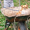 Pitoute a rejoint le concours — aidez-le/la à gagner de superbes lots ! dog, puppy, small_dog, wheelbarrow, outdoor, garden, grass, fallen_leaves, person, human, pet, leash, harness, sitting, brown_fur, white_chest, rusty_equipment, backyard, portrait, funny